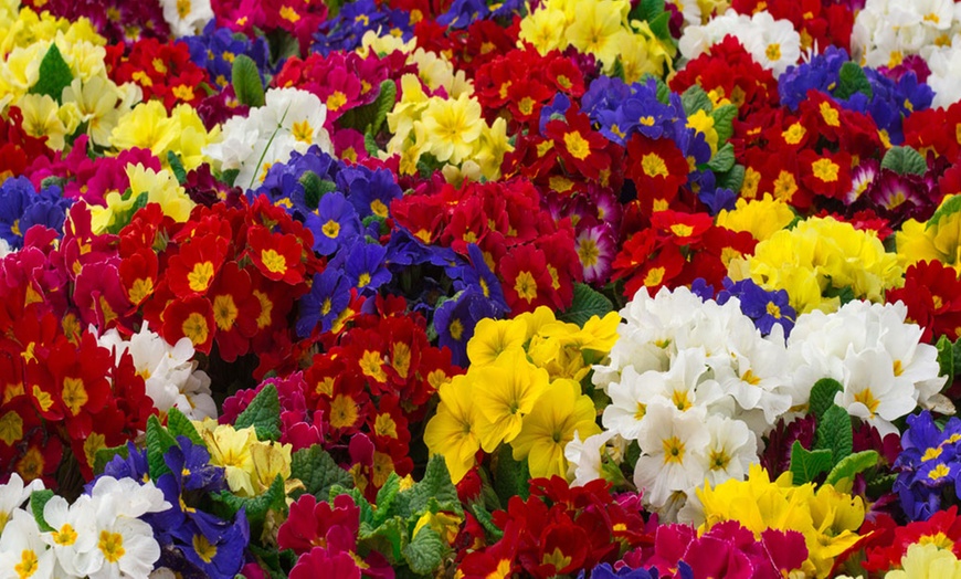 Image 2: 24, 48 or 72 Polyanthus Crescendo Carousel Mix Plants