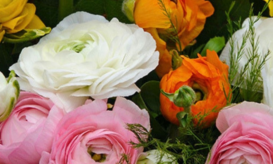 Image 1: 80 bulbos de ranúnculo en diferentes colores