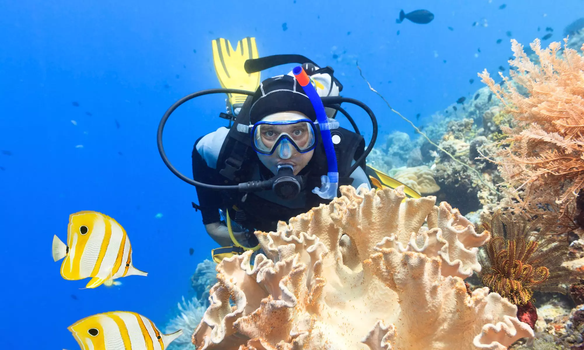 Scuba-Diving Certification at ALOHA  DIVE (45% Off) - Primary Image