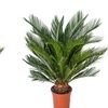 Image 5: 1 o 2 piante di palma giapponese Cycas Revoluta