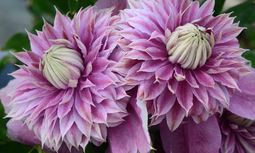 Image 3: 3 Clematis Regal Double Plants