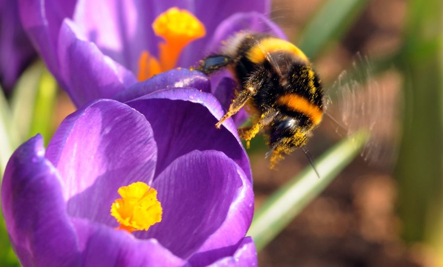 Image 3: Crocus Ruby Giant - Up to 150 Bulbs