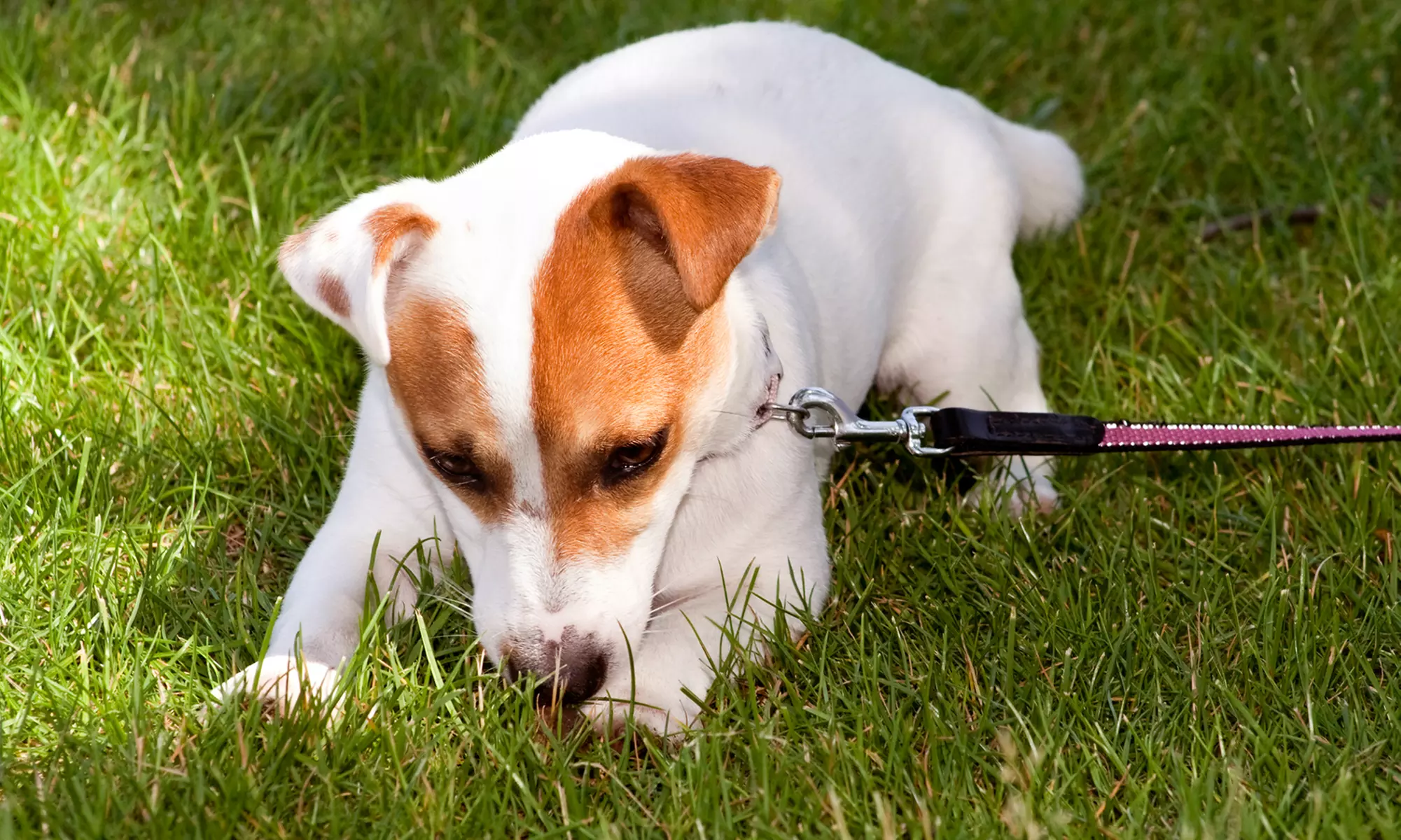 One, Three, or Five 30-Minute Dog Walks from School of Walk (Up to 57% Off) - Primary Image