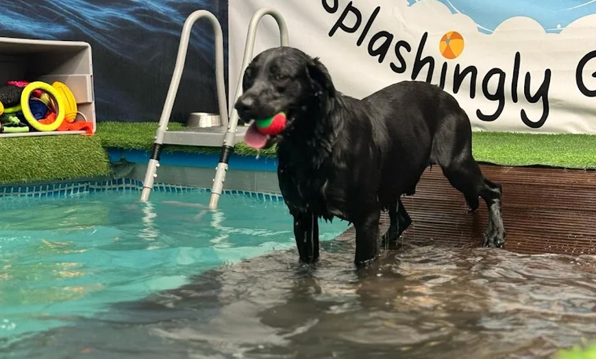 Image 12: Water Fun Awaits: Doggy Fun Swim Session (Owners Welcome to Swim Too)