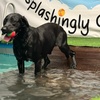 Image 12: Water Fun Awaits: Doggy Fun Swim Session (Owners Welcome to Swim Too)