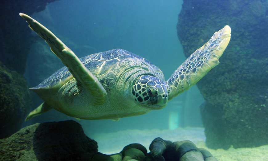 Image 7: SEA LIFE London Aquarium Entry