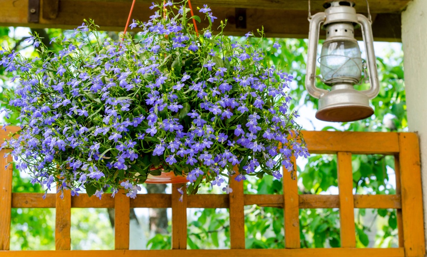 Image 2: Garden-Ready Trailing Lobelia