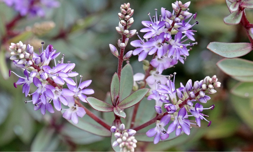 Image 3: Mix van 6 of 12 Rootz Hebe Veronica struiken 