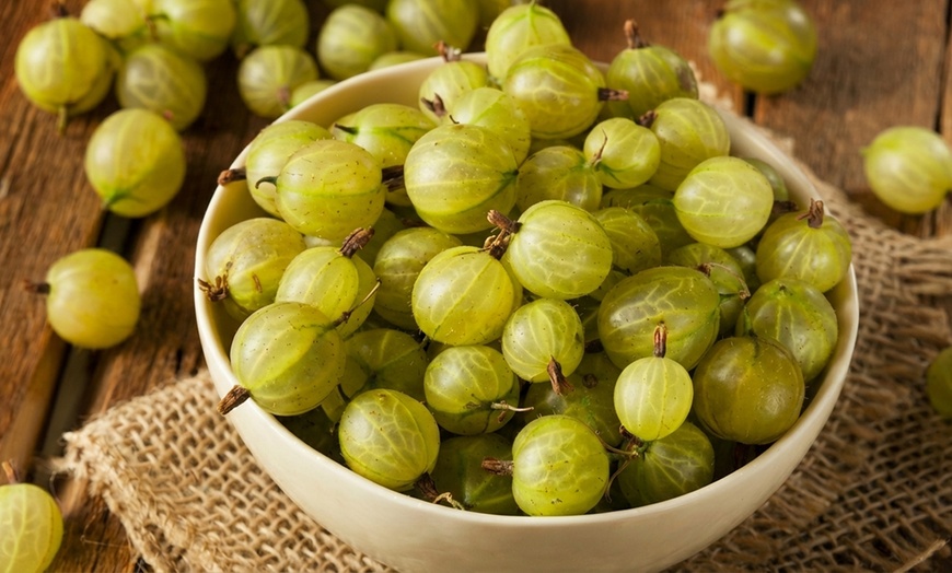 Image 7: Gooseberry Fruit Collection