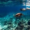 Image 3: 3 Hour Turtle Snorkeling Trip with Gear Included!