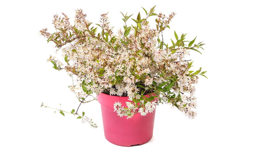 Image 4: YouGarden Deutzia 'Million Stars Pink Carpet' Plant