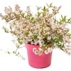 Image 4: YouGarden Deutzia 'Million Stars Pink Carpet' Plant