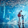 Image 17: Dubai Aquarium and Dubai Frame Entry Tickets for 1, 2 or 4 Adults