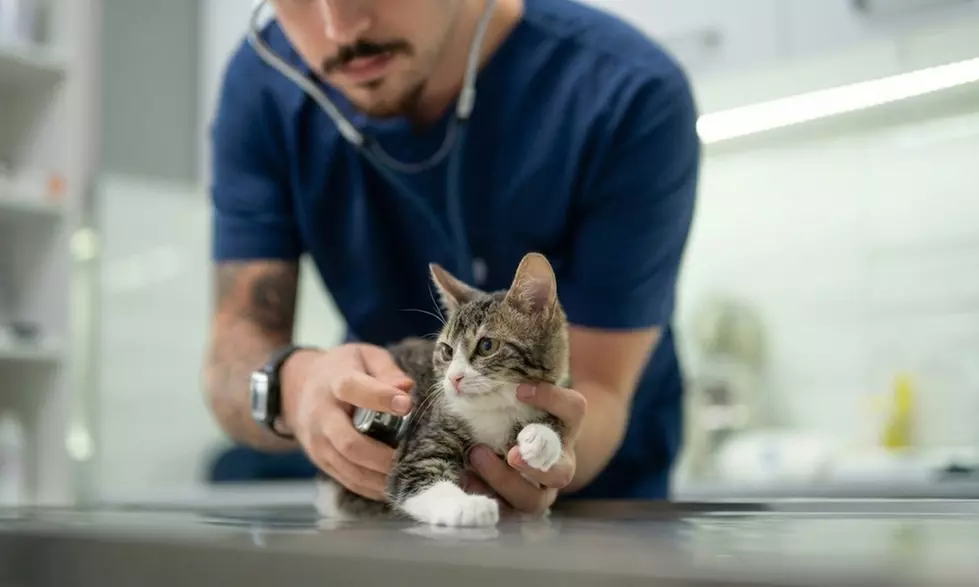 Pack vacunación perro y gato: rabia, primera cachorro y polivalente