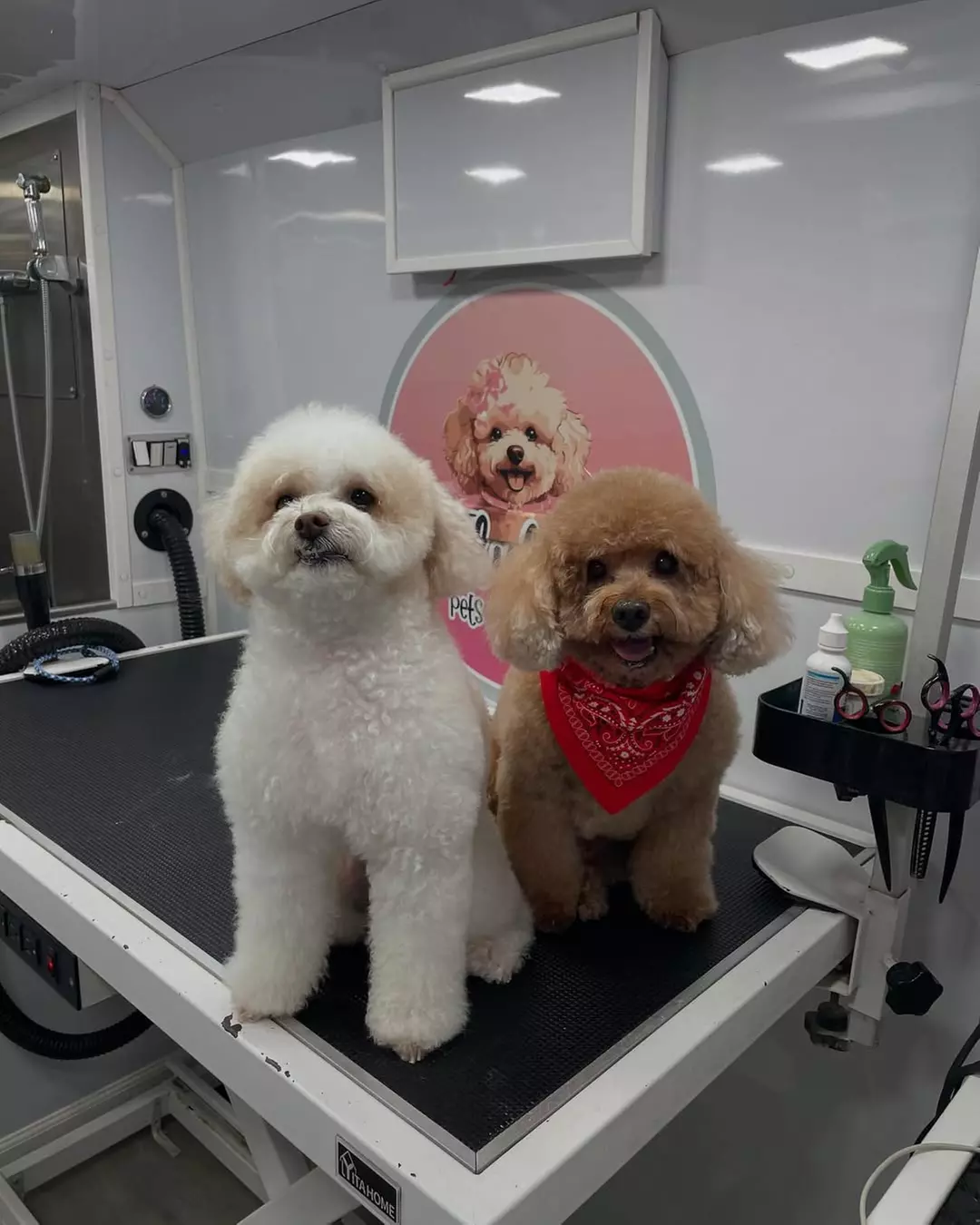 Get a Full Bath + Deshedding, One Full Groom or Full Teeth Cleaning