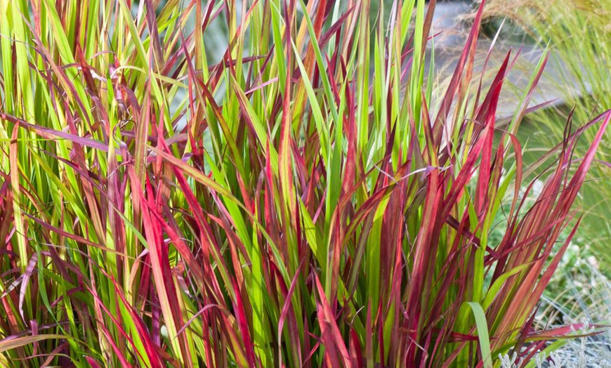Image 3: Set de 4 ou 8 graminées ornementales "Red Baron" de Gardenzo
