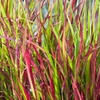 Image 3: Set de 4 ou 8 graminées ornementales "Red Baron" de Gardenzo