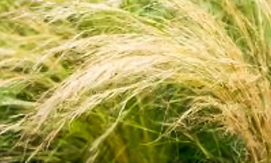 Image 1: Stipa Tenuissima Pony Tail Grass - up to 3 Potted Plants