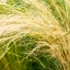 Image 1: Stipa Tenuissima Pony Tail Grass - up to 3 Potted Plants