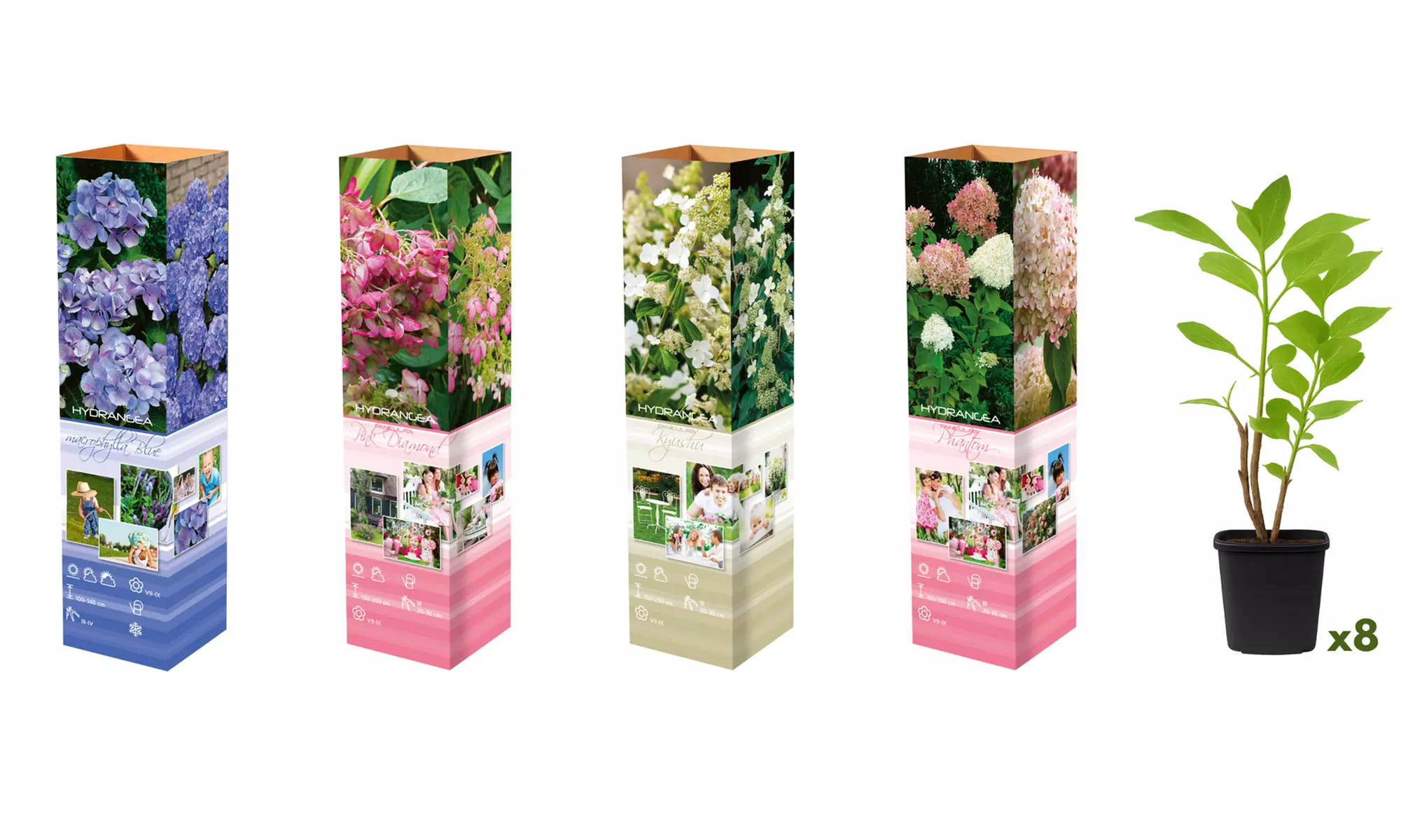 Set van 4 of 8 XXL hortensia planten