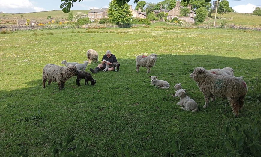 Image 7: Shepherd for a Day with Hands-On Farm Experiences