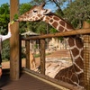Image 14: FLASH SALE! Exhilarating Wildlife Adventure at San Antonio Zoo!