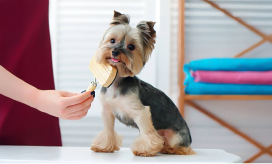 Image 2: Pamper Your Pup with a Full Groom, Bath & Blow-Dry Long or Double Coat