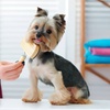 Image 2: Pamper Your Pup with a Full Groom, Bath & Blow-Dry Long or Double Coat