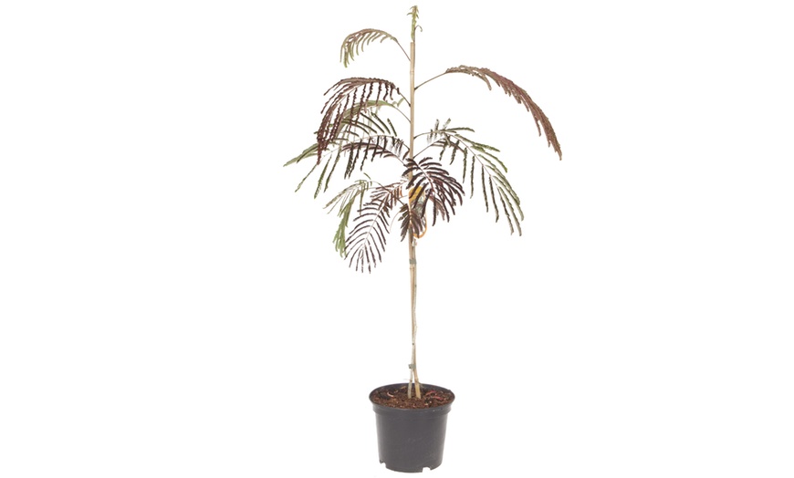 Image 2: Yougarden Persian Summer Chocolate Silk Tree