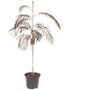 Image 2: Yougarden Persian Summer Chocolate Silk Tree