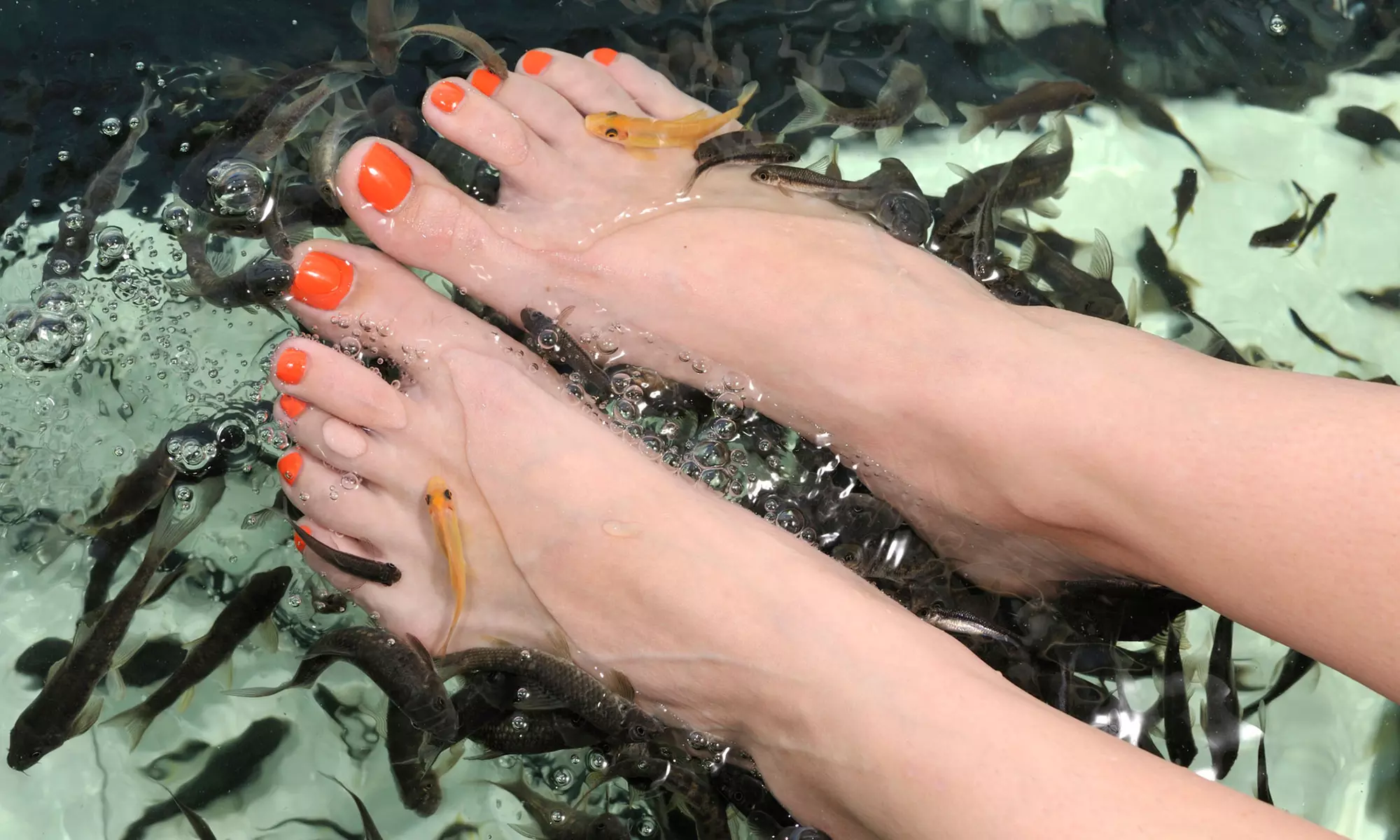 1 oder 2x 30 Min. Knabber-Fisch-Pediküre inkl. Tee oder Kaffee