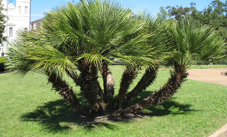 Image 2: Palmiers nains Vulcano