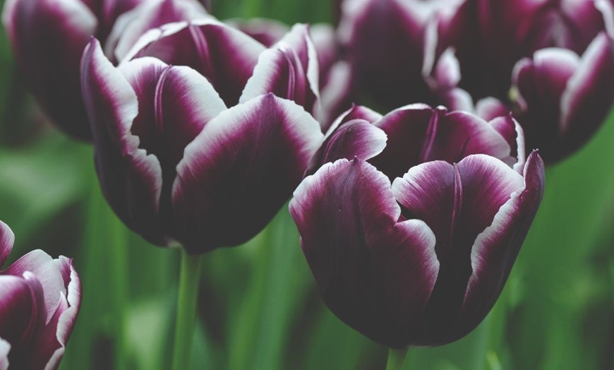 Image 5: Deep and Dark Mixed Tulip Bulbs