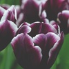 Image 5: Deep and Dark Mixed Tulip Bulbs