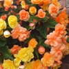 Image 1: YouGarden Begonia 'Apricot Fiery Shades' Mix 