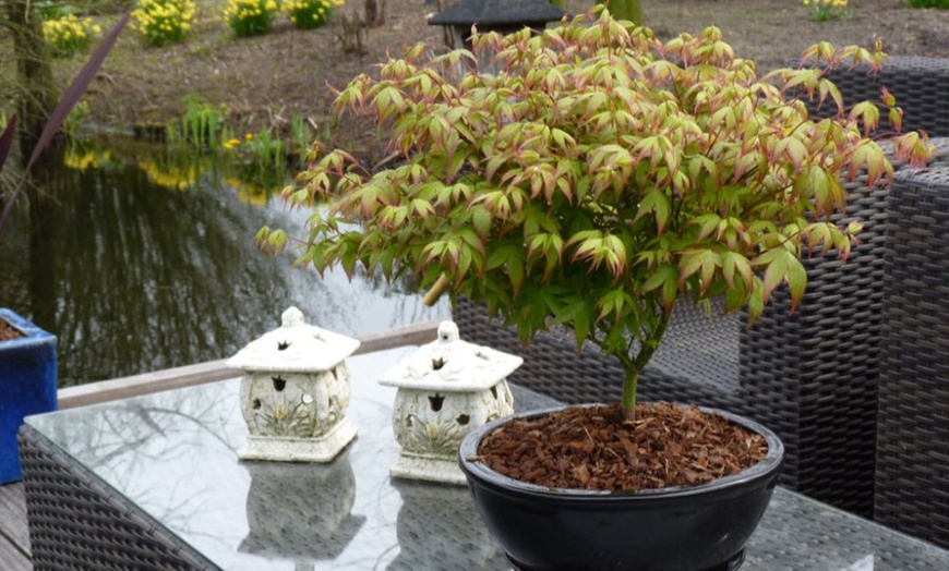 Image 14: Mixed Japanese Acer Palmatum Potted Plants