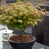Image 14: Mixed Japanese Acer Palmatum Potted Plants