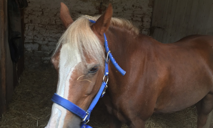 Image 5: Two-Hour Horse Riding Experience