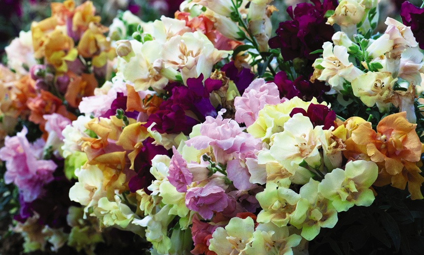 Image 3: 15 Mixed Garden Ready Summer Bedding Plant Collection