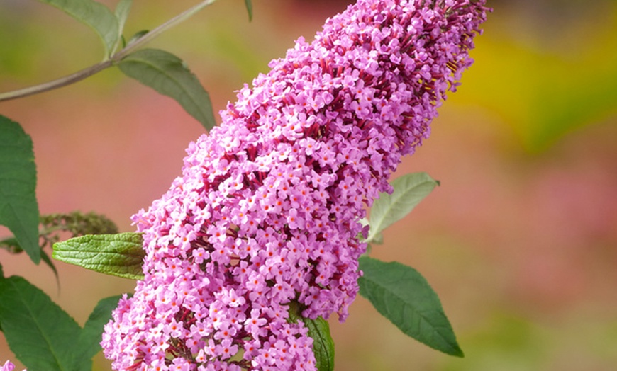 Image 5: Buddleja davidii Mariposa Bush