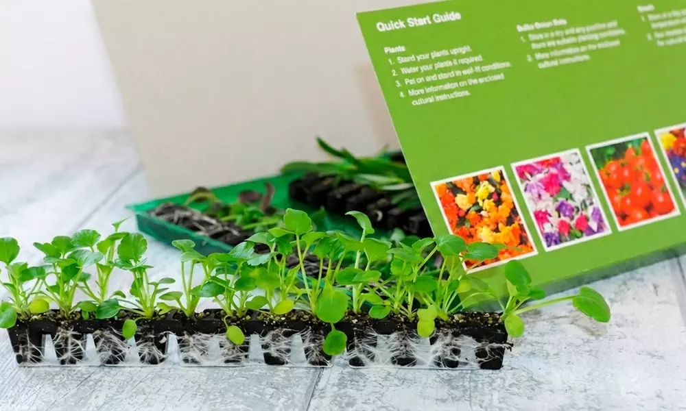 30 or 60 Busy Lizzie Strawberries & Cream Plants - Image 4
