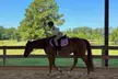 Private 60-Minute Horseback Riding Lessons at Imperial SportHorses (Up to 49% Off) - Second Medium