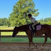 Image 2: Up to 25% Off on Horse Back Riding at Imperial Sporthorses