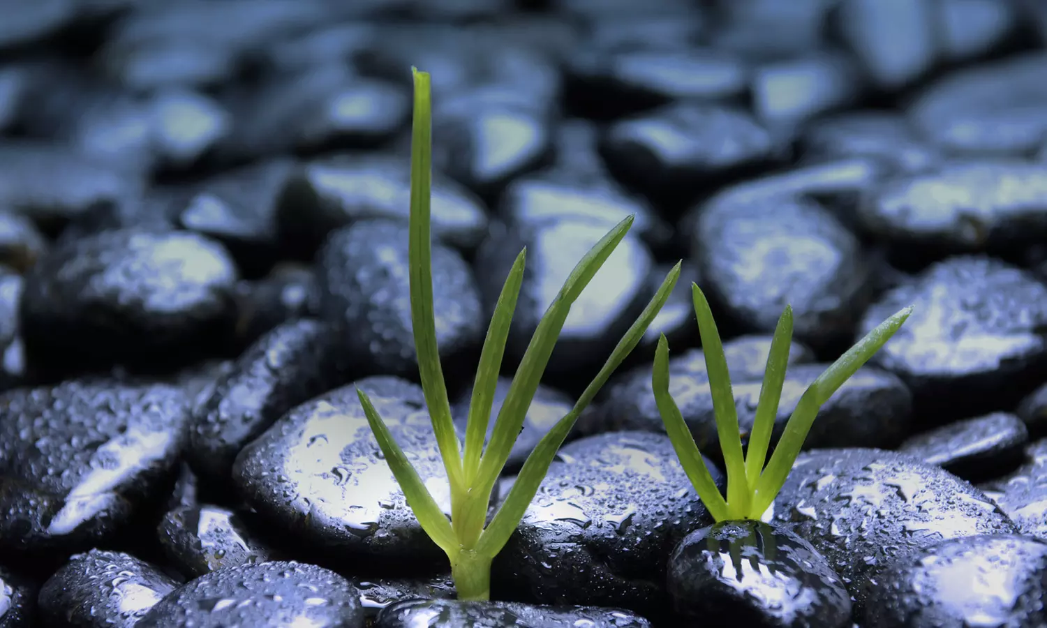 Career Consulting Services at Ruby's Zen Life Coaching (45% Off) - Primary Image