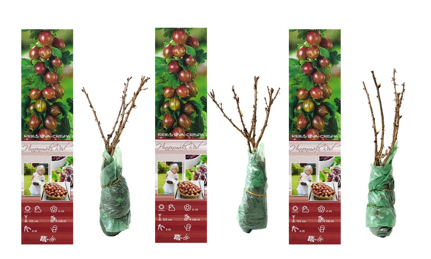 Image 2: 3 ou 6 groseilliers à maquereau rouges et / ou verts de Gardenzo