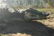 Explore 2,500-Acre Wildlife Estate with Free Roaming Exotic Animals in a Modified Monster Truck! - Second Medium
