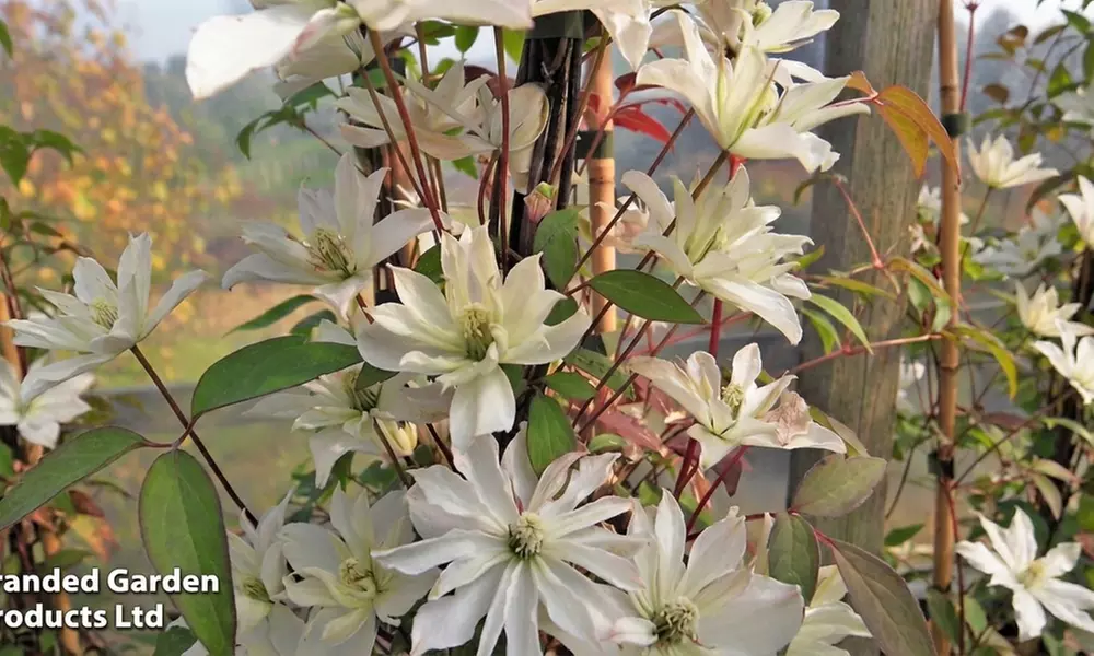 1 or 3 Clematis montana 'Champagne Truffle' - Primary Image