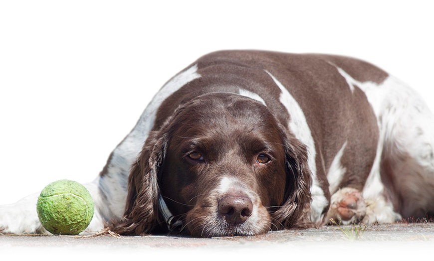 Image 4: iPhotography Course