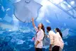 Dive into Wonder: Basic Entry or Ultimate Encounter for One, Two or Four Adults to World’s Largest Suspended Aquarium - Image 4