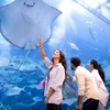Image 4: Entry for 1, 2 or 4 Adults to World’s Largest Suspended Aquarium